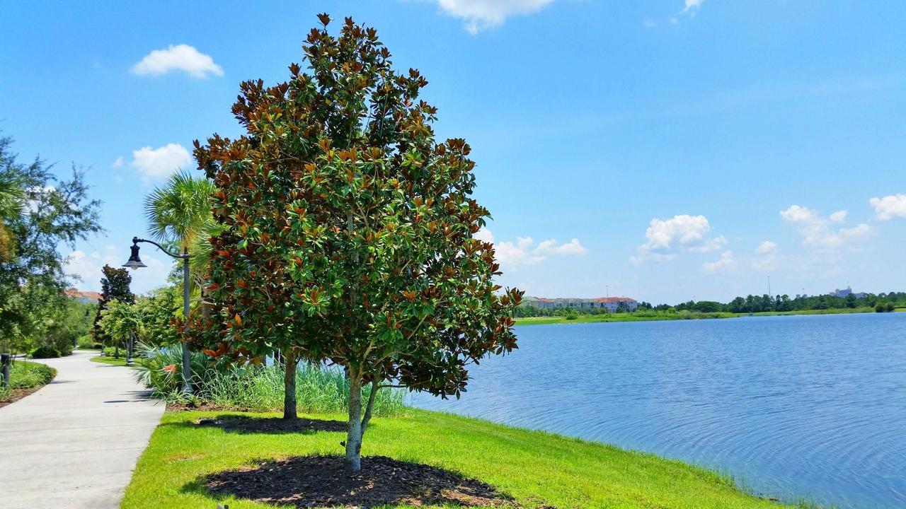 Universal Palms كيسيمي المظهر الخارجي الصورة